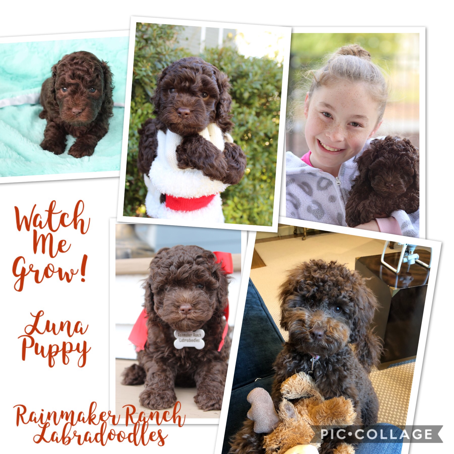 Chocolate Labradoodle Photos